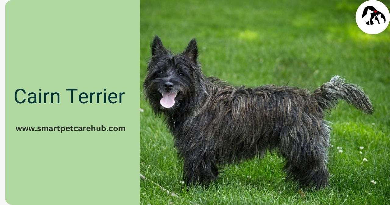 Cairn Terrier