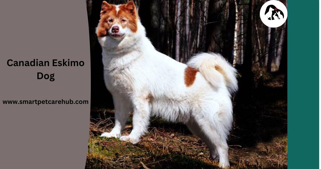 Canadian Eskimo Dog